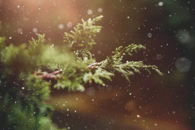 Nyhetsbrev 4 – 2019: En liten julhälsning från oss