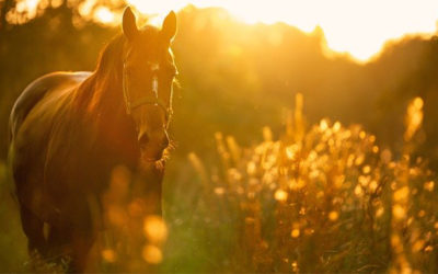Miljösmart hästcentrum vid Axevalla travbana