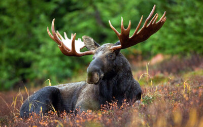 Classes hörna – Var så lagom säker!